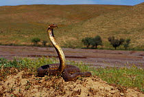 Central asian cobra {Naja oxiana} with head raised, Turkmenistan
