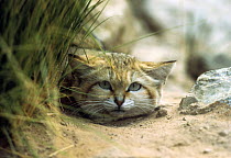Sand cat {Felis margarita} Israel