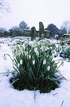 Snow drops growing in church yard {Galanthus nivalis} UK