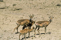 Asiatic mouflon / Wild sheep (Ovis orientalis) adults and juveniles, Iran