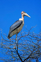 Maribou Stork in tree {Leptoptilos crumeniferus} Lake Baringo, Kenya