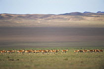 Herd of Goitered gazelle {Gazella subgutturosa}, Gobi Desert, Mongolia
