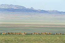 Herd of Goitered gazelle {Gazella subgutturosa}, Gobi Desert, Mongolia