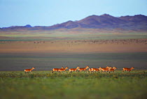 Herd of Goitered gazelle, Gobi Desert, Mongolia
