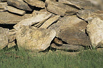 Pale weasel (Mustella altaica) peeping out from rocks, Ladakh, India