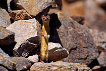 Pale weasel {Mustela altaica} standing alert on hind legs, Ladakh, India