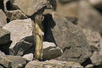 Pale weasel {Mustela altaica} standing alert on hind legs, Ladakh, India