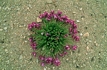 Pink {Oxytropis humifusa} alpine plant in Himalayas, Ladakh, North East India