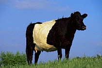 Dutch belted cow {Bos taurus} Wisconsin, USA