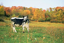 Randall blue lineback domestic cow {Bos taurus} Connecticut, USA