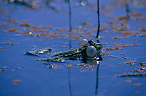 Marsh frog with vocal sacs inflated in pool {Rana ridibunda} Iran