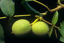 Walnut (Juglans regia) fruit on tree, Poland