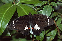Orchard butterfly {Papilio aegeus} on leaves,  Melbourne zoo, Australia