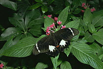 Orchard butterfly {Papilio aegeus} on flowers and leaves, Melbourne zoo, Australia