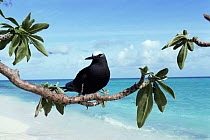 White capped noddy {Anous minutus} perched on tree at beach, Heron Island, Great Barrier Reef, Queensland, Australia