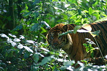 Sumatran tiger {Panthera tigris sumatrae} through leaves in forest, Indonesia
