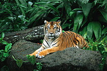 Portrait of Sumatran tiger {Panthera tigris sumatrae} resting, captive, Indonesia