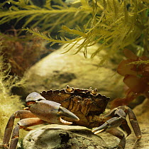 Edible crab underwater {Cancer pagurus} England, UK, captive