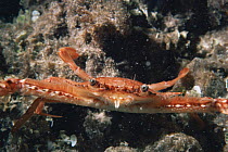 Swimming crab in defensive position {Portunus sebae} Grenadines, Caribbean