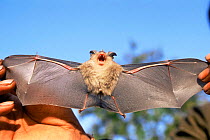 Great eastern horseshoe bat {Rhinolophus luctus} with wings held out, Bandhavgarh NP, Madhya Pradesh, India