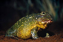 Bullfrog {Pyxicephalus flavigula} Tasvo East NP, Kenya