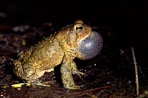 American toad calling, vocal sac inflated {Bufo americanus} USA.