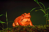American toad {Bufo americanus} Pensylvania, USA
