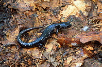 Slimy salamander {Plethodon glutinosus} Pensylvania, USA