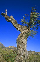 Withered Carob tree {Ceratonia siliqua} Alicante, Spain
