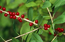 Daphen {Daphne mezereum} with berries Kozienicki NP, Poland