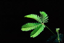 Sensitive plant {Mimosa pudica} with leaves untouched. sequence 1/2