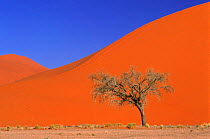 Camelthorn tree in Namib desert {Vachellia erioloba} Sossus Vlei, Namibia