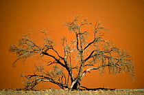 Camelthorn tree in Namib desert {Vachellia erioloba} Sossus Vlei, Namibia