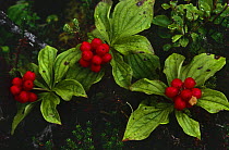 Bunchberry plant with berries {Cornus canadensis} Alaska, USA