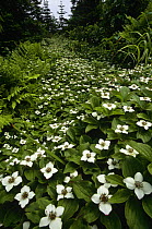 Bunchberry {Cornus canadensis}plants flowering in coniferous forest, St Lawrence, Canada