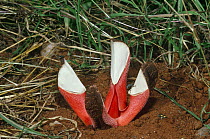 Flower of {Hydnora abyssinica} parasite growing on Acacia roots and fly. Tsavo NP, Kenya