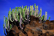 Euphorbia {Euphorbia canariensis} Tenerife, Canary Islands.