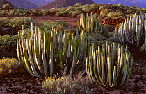Euphorbia canariensis growing on Tenerife, Canary Islands.