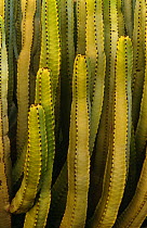 Euphorbia {Euphorbia canariensis} cTenerife, Canary Islands.