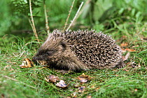 Hedgehog eating snails {Erinaceus europaeus} Yorkshire, UK snail (Helix aspersa)