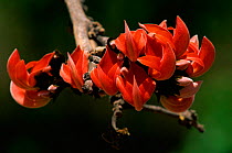 Flame of the forest in flower {Butea monosperma} India Kanha NP, Madhya Pradesh