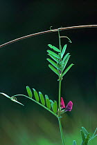 Common vetch {Vicia sativa} in flower showing tendrils.  Scotland, UK