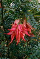 Kaka beak flower {Clianthus puniceus} New Zealand
