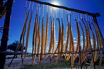 Rattlesnake meat drying for medicinal use. Mexico, Central America