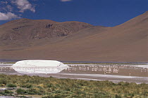 James (Phoenicoparrus jamesi) and Andean  (Phoenicoparrus andinus) flamingoes with ice on Lago Colorado at 4200m in Andes, Bolivia