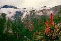Forested hillsides surrounding Machu Picchu, Peru