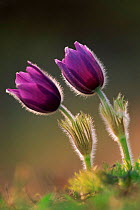 Pasque flowers {Pulsatilla vulgaris} Germany