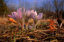 Eastern pasque flowers {Pulsatilla patens} Wisconsin, USA Southern kettle moraine
