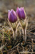 Eastern pasque flowers {Pulsatilla patens} Wisconsin, USA