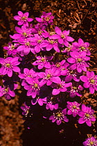 Hepatica {Hepatica nobilis} in flower  Sweden